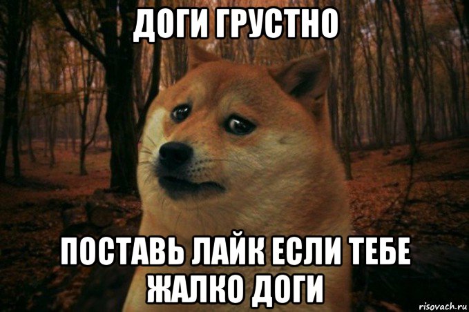 доги грустно поставь лайк если тебе жалко доги, Мем SAD DOGE