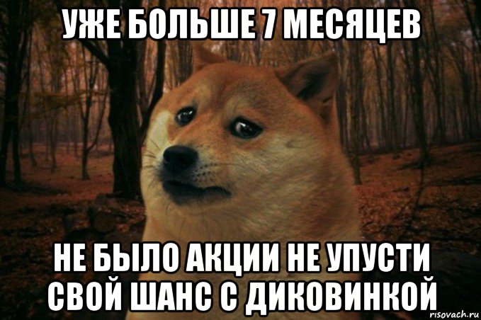 уже больше 7 месяцев не было акции не упусти свой шанс с диковинкой, Мем SAD DOGE