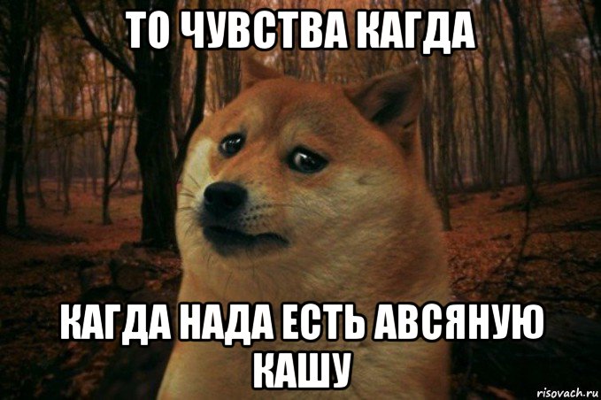 то чувства кагда кагда нада есть авсяную кашу, Мем SAD DOGE