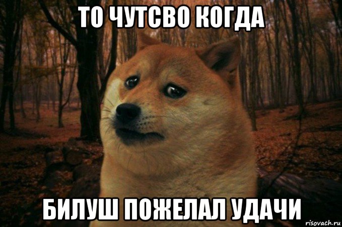 то чутсво когда билуш пожелал удачи, Мем SAD DOGE