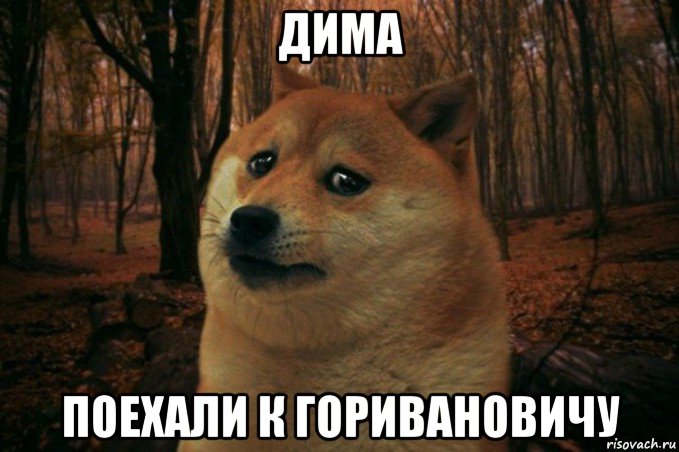 дима поехали к горивановичу, Мем SAD DOGE