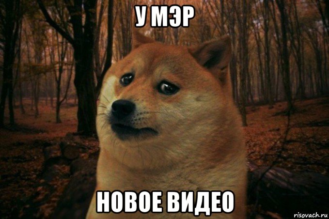 у мэр новое видео, Мем SAD DOGE