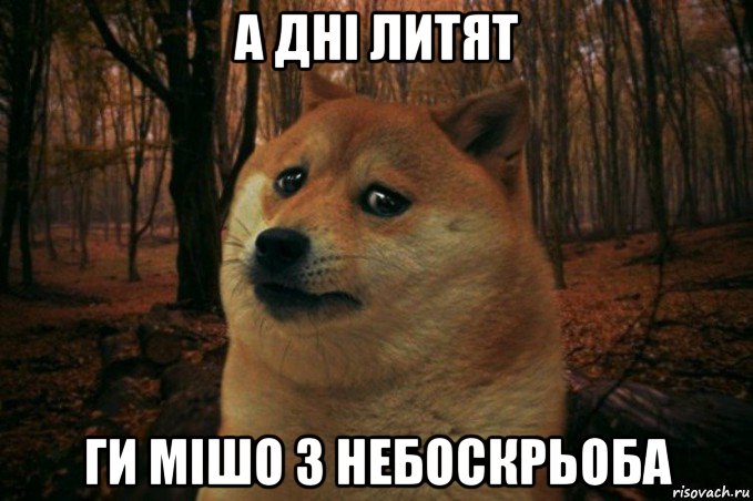 а дні литят ги мішо з небоскрьоба, Мем SAD DOGE