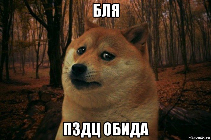 бля пздц обида, Мем SAD DOGE