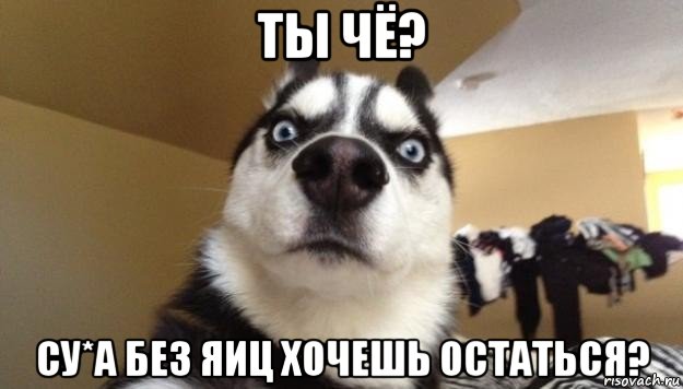 ты чё? су*а без яиц хочешь остаться?