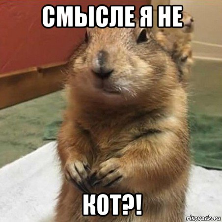 смысле я не кот?!, Мем Суслик спрашивает