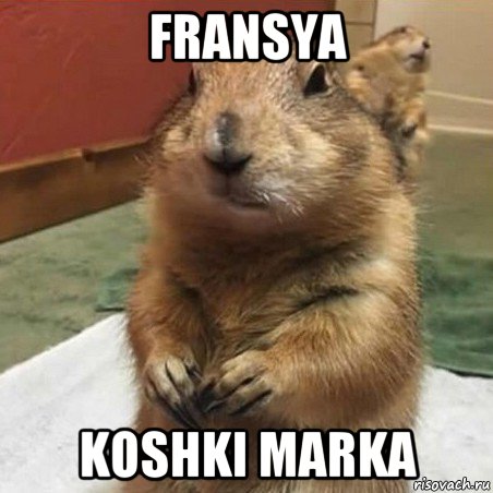 fransya koshki marka, Мем Суслик спрашивает