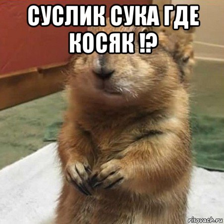 суслик сука где косяк !? , Мем Суслик спрашивает