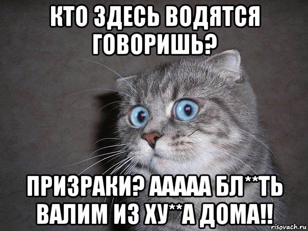 кто здесь водятся говоришь? призраки? ааааа бл**ть валим из ху**а дома!!, Мем  удивлённый кот