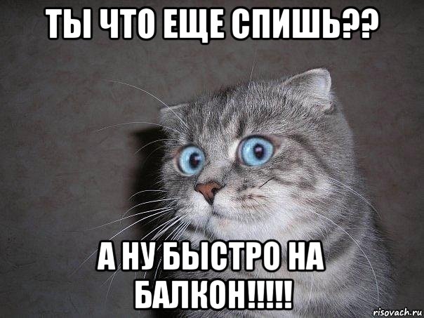 ты что еще спишь?? а ну быстро на балкон!!!!!, Мем  удивлённый кот