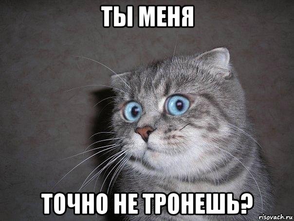 ты меня точно не тронешь?, Мем  удивлённый кот