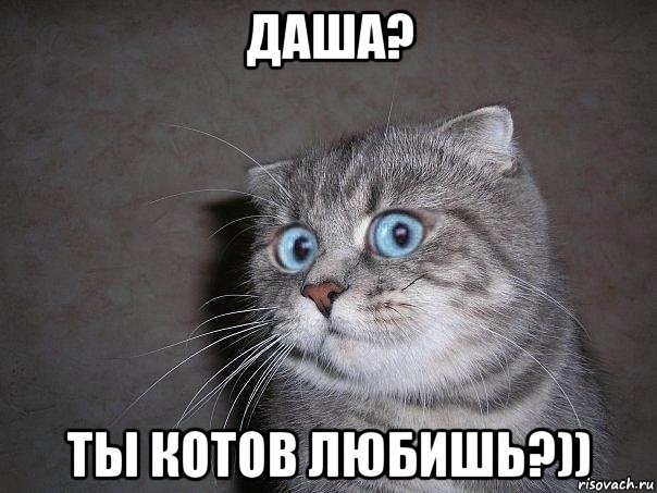 даша? ты котов любишь?)), Мем  удивлённый кот