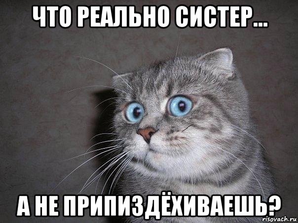 что реально систер... а не припиздёхиваешь?, Мем  удивлённый кот