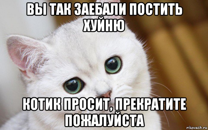 вы так заебали постить хуйню котик просит, прекратите пожалуйста, Мем  В мире грустит один котик