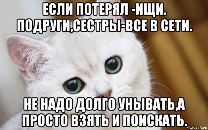 если потерял -ищи. подруги,сестры-все в сети. не надо долго унывать,а просто взять и поискать., Мем  В мире грустит один котик