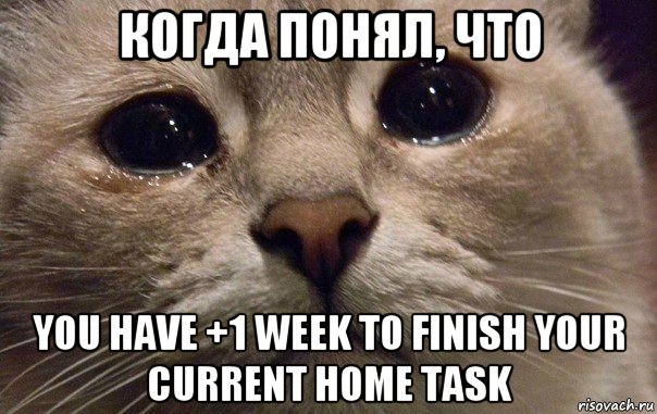 когда понял, что you have +1 week to finish your current home task, Мем   В мире грустит один котик