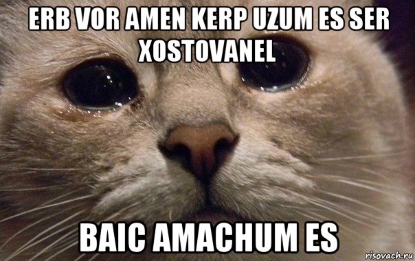 erb vor amen kerp uzum es ser xostovanel baic amachum es, Мем   В мире грустит один котик