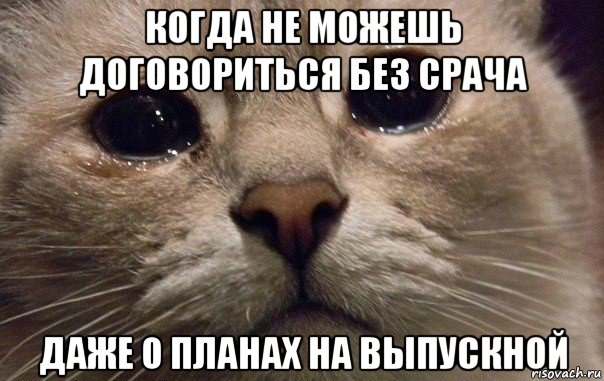 когда не можешь договориться без срача даже о планах на выпускной, Мем   В мире грустит один котик