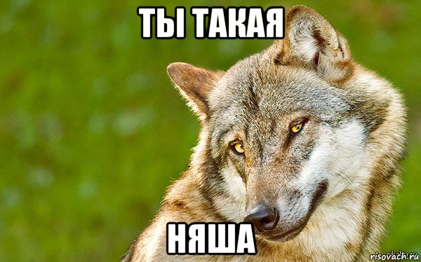 ты такая няша, Мем   Volf