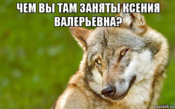 чем вы там заняты ксения валерьевна? , Мем   Volf