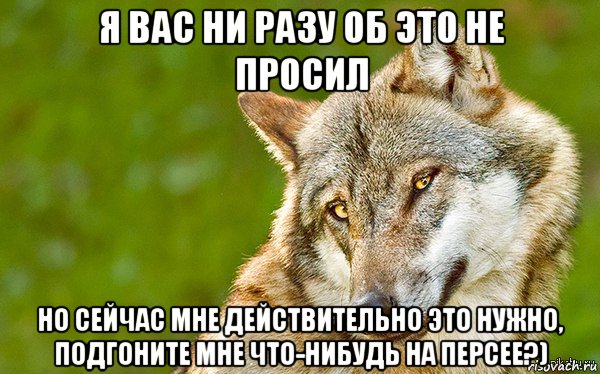 я вас ни разу об это не просил но сейчас мне действительно это нужно, подгоните мне что-нибудь на персее?), Мем   Volf