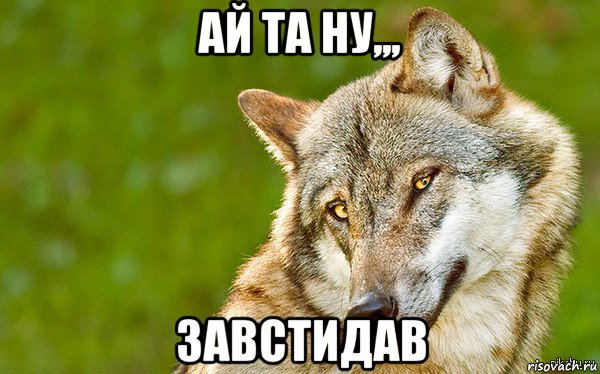 ай та ну,,, завстидав, Мем   Volf