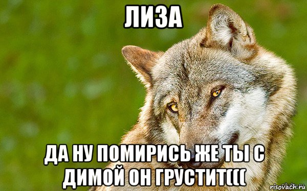 лиза да ну помирись же ты с димой он грустит(((, Мем   Volf