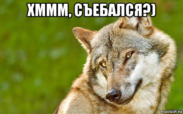 хммм, съебался?) , Мем   Volf