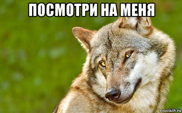 посмотри на меня , Мем   Volf