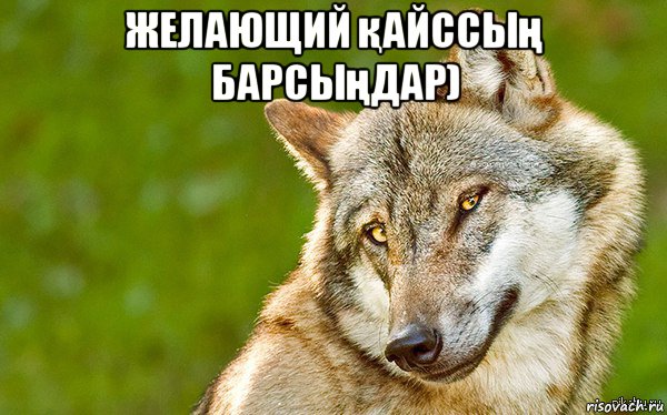 желающий қайссың барсыңдар) , Мем   Volf