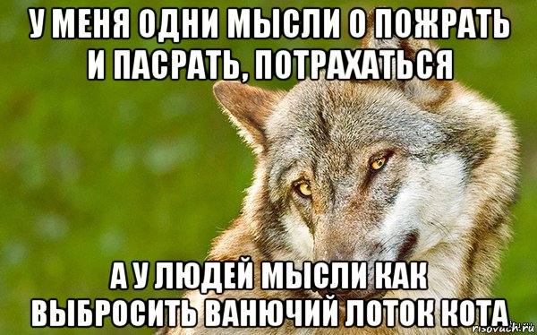 у меня одни мысли о пожрать и пасрать, потрахаться а у людей мысли как выбросить ванючий лоток кота, Мем   Volf