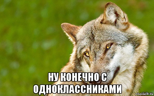  ну конечно с одноклассниками, Мем   Volf