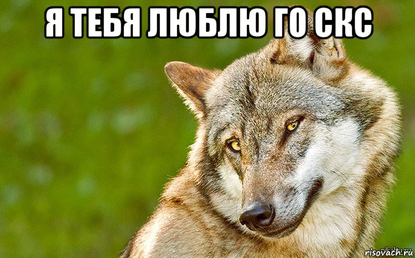 я тебя люблю го скс , Мем   Volf