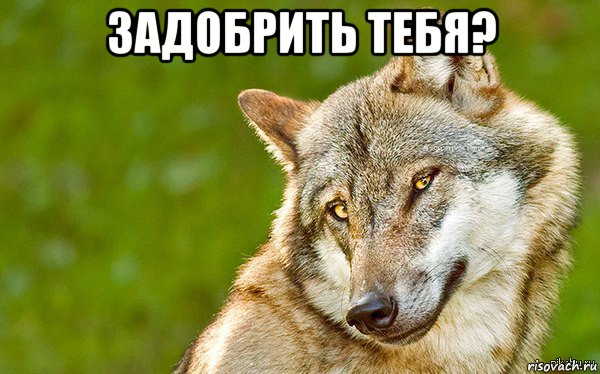 задобрить тебя? , Мем   Volf