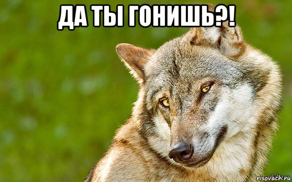 да ты гонишь?! , Мем   Volf