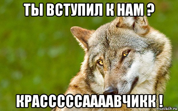 ты вступил к нам ? красссссаааавчикк !, Мем   Volf