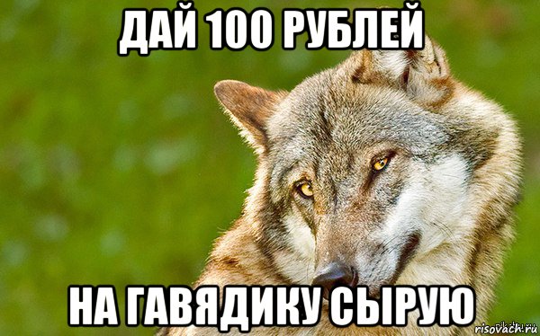 дай 100 рублей на гавядику сырую, Мем   Volf