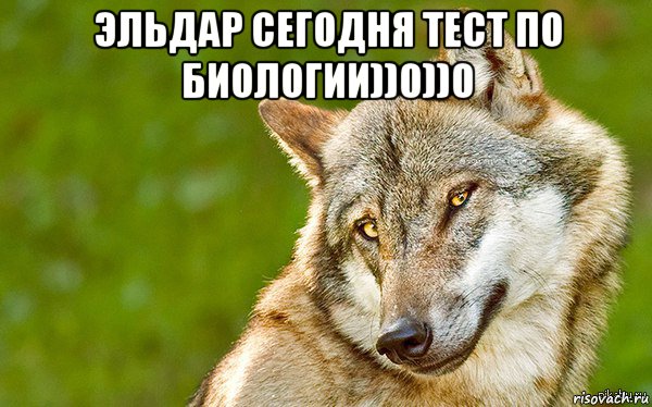 эльдар сегодня тест по биологии))0))0 , Мем   Volf