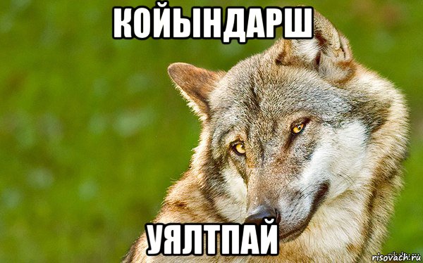 койындарш уялтпай, Мем   Volf