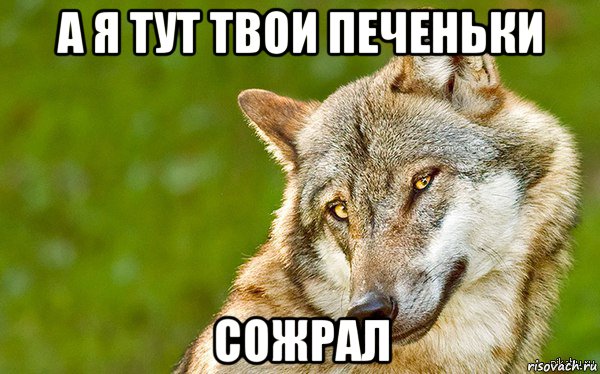 а я тут твои печеньки сожрал, Мем   Volf