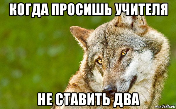 когда просишь учителя не ставить два, Мем   Volf