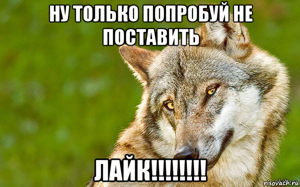 ну только попробуй не поставить лайк!!!!!!!!, Мем   Volf