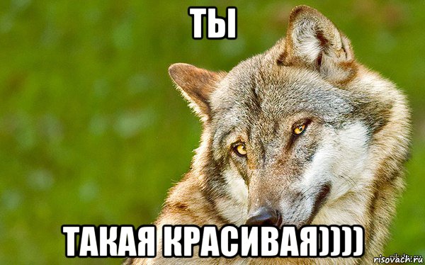 ты такая красивая)))), Мем   Volf