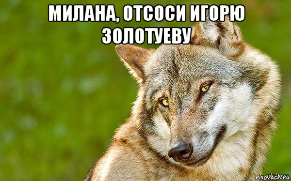 милана, отсоси игорю золотуеву , Мем   Volf