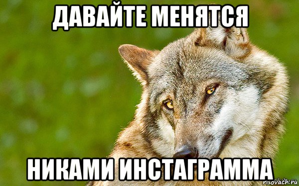 давайте менятся никами инстаграмма, Мем   Volf