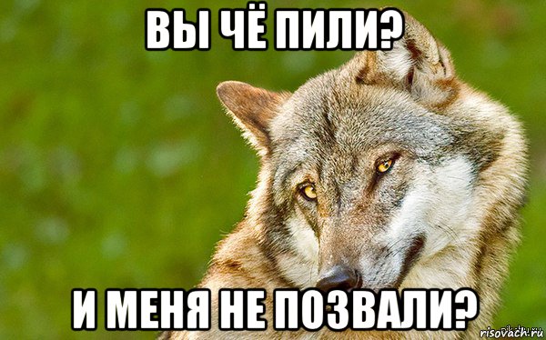 вы чё пили? и меня не позвали?, Мем   Volf