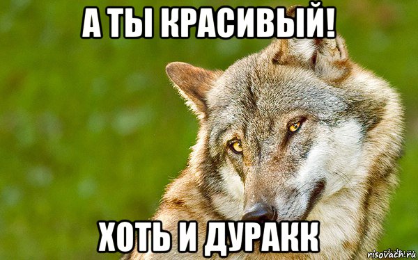 а ты красивый! хоть и дуракк, Мем   Volf