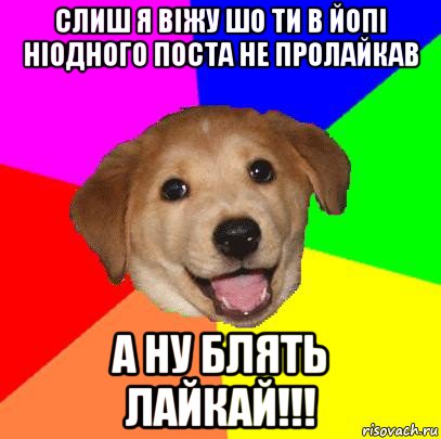 слиш я віжу шо ти в йопі ніодного поста не пролайкав а ну блять лайкай!!!, Мем Advice Dog