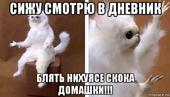 сижу смотрю в дневник блять нихуясе скока домашки!!!, Мем Чучело кота