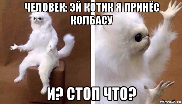 человек: эй котик я принёс колбасу и? стоп что?, Мем Чучело кота